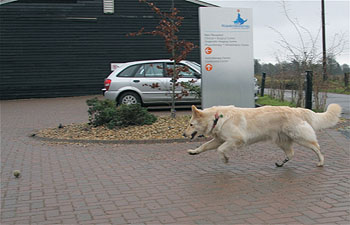Mitzi chasing ball